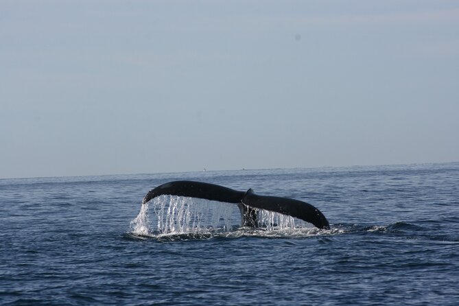 Private Whale Watching in San José del Cabo - The hydrophone is more than a gimmick