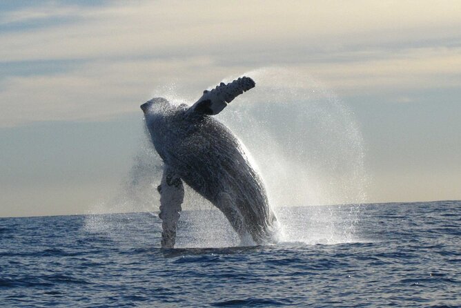 Private Whale Watching in San José del Cabo - Free photos are a practical extra