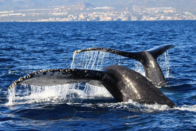 Private Whale Watching in San José del Cabo - Is $200 per person good value?