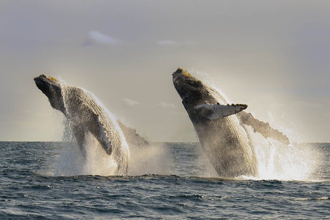 Private Whale Watching in San José del Cabo - Choosing the right departure time