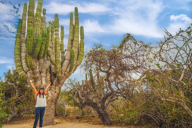 Safari with Camel Caravan to Explore Baja’s Nature, Culture and Cuisine - Value, limitations, and what to confirm