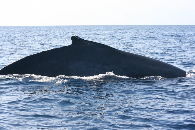 San Jose del Cabo Small-Group Sunrise Whale Watching - The extra wildlife you might see