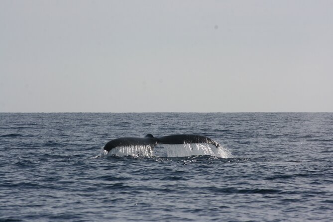 San Jose del Cabo Small-Group Sunrise Whale Watching - Sunrise views, but not a Cabo Arch tour