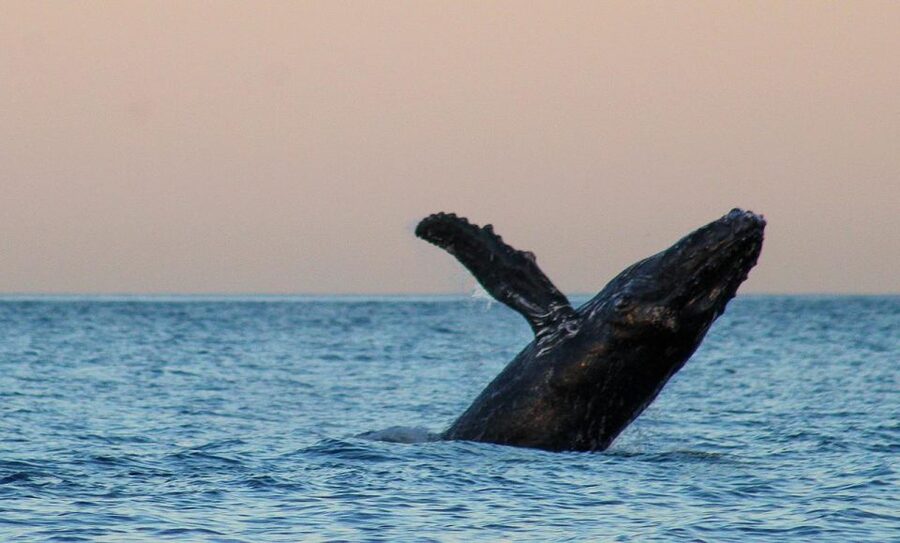 San Jose del Cabo Sunset Whale Watching - Key points to know before you go