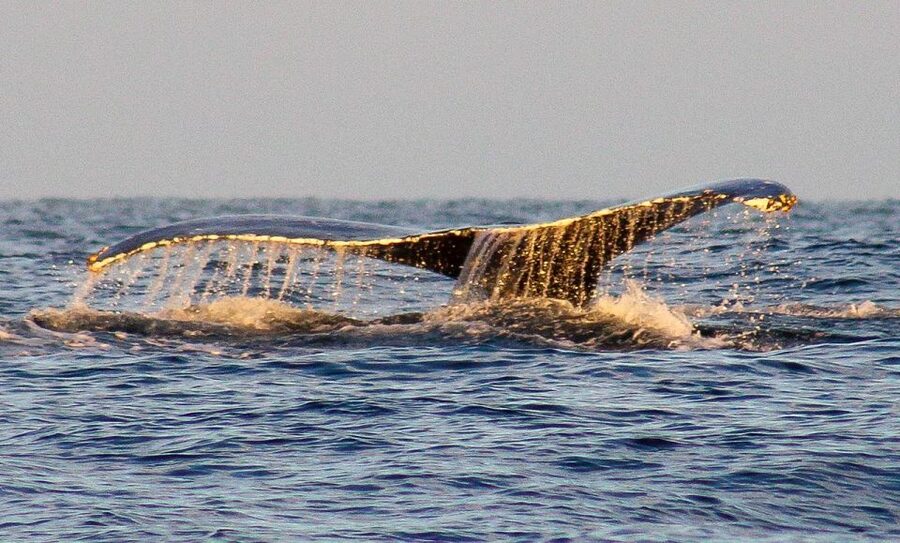 San Jose del Cabo Sunset Whale Watching - The two-hour route from shore to open water