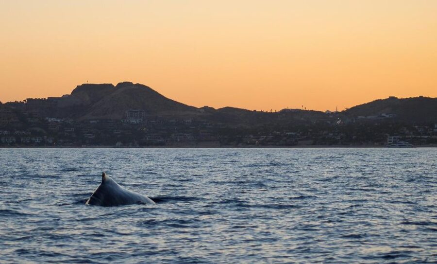 San Jose del Cabo Sunset Whale Watching - Humpbacks, gray whales, and the value of timing