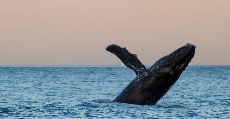 San Jose del Cabo Sunset Whale Watching - A crew that adds more than directions