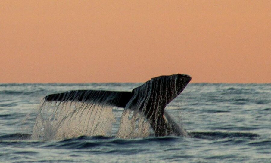 San Jose del Cabo Sunset Whale Watching - Snacks, shade, and comfort on the water