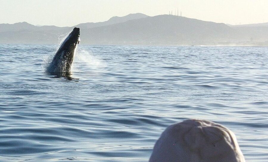 San Jose del Cabo Sunset Whale Watching - Is $100 a fair price?