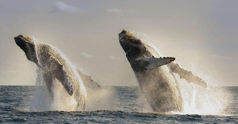 San Jose del Cabo Whale Watching - Key points for your San Jose del Cabo whale watch