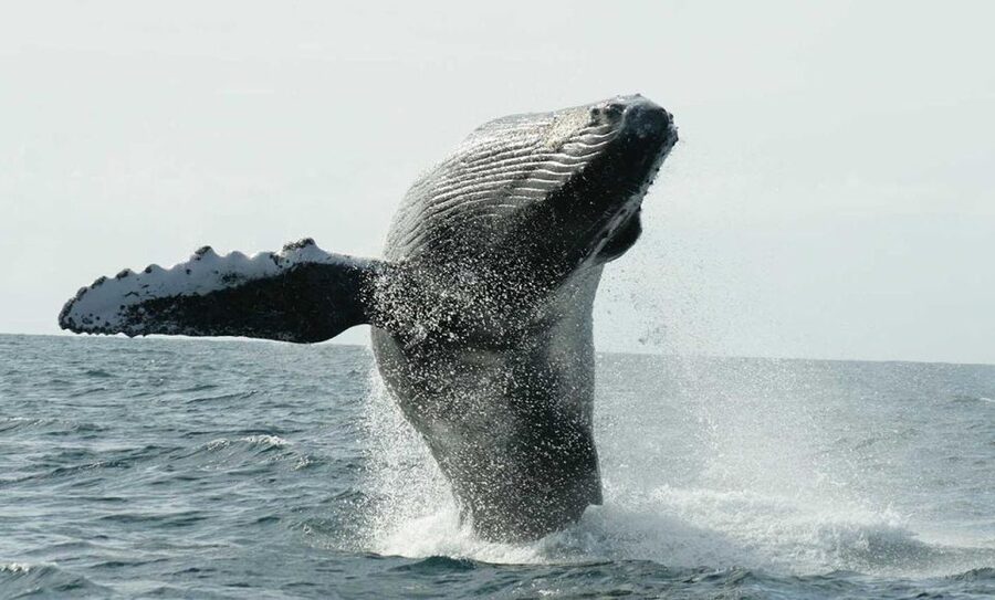 San Jose del Cabo Whale Watching - Leaving Marina Puerto Los Cabos for open water