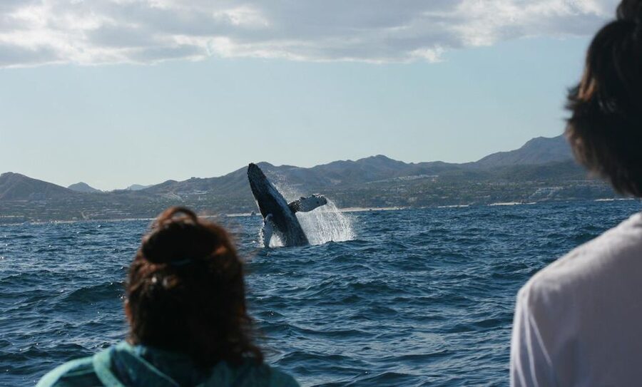 San Jose del Cabo Whale Watching - Humpbacks, gray whales, and respectful boat handling