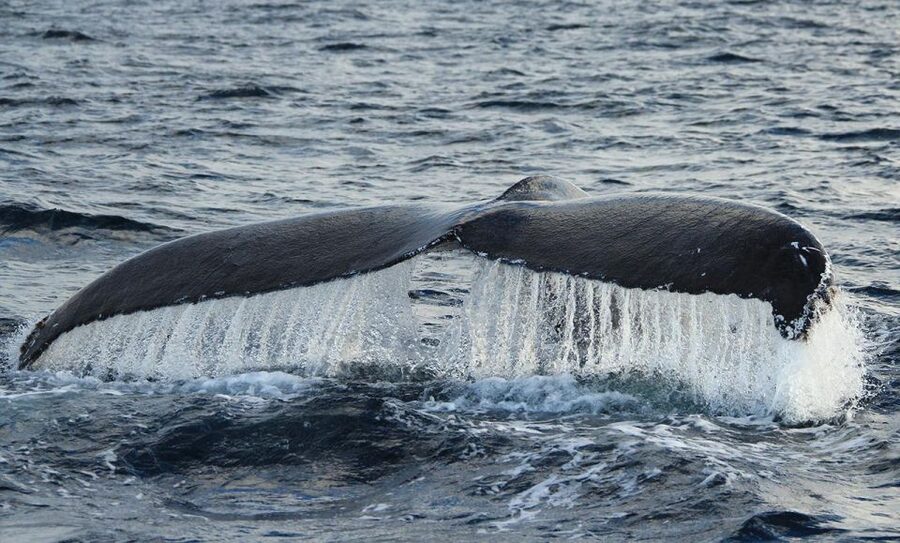 San Jose del Cabo Whale Watching - Why the small group changes the experience