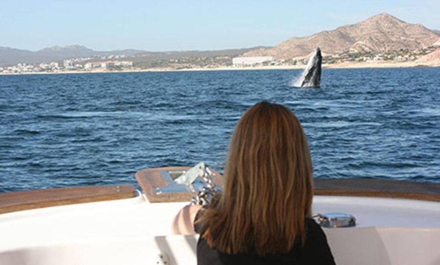San Jose del Cabo Whale Watching - Free photos are a real part of the value
