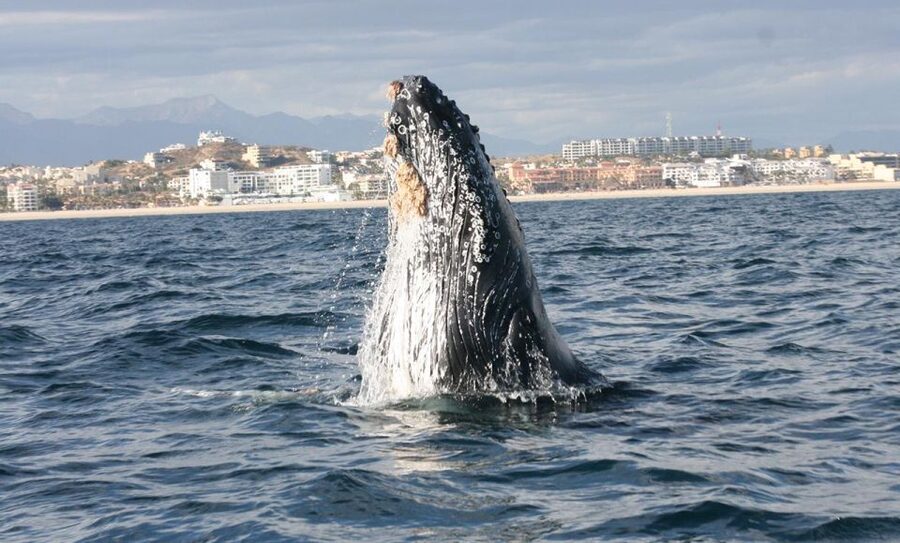 San Jose del Cabo Whale Watching - Is $95 a fair price?
