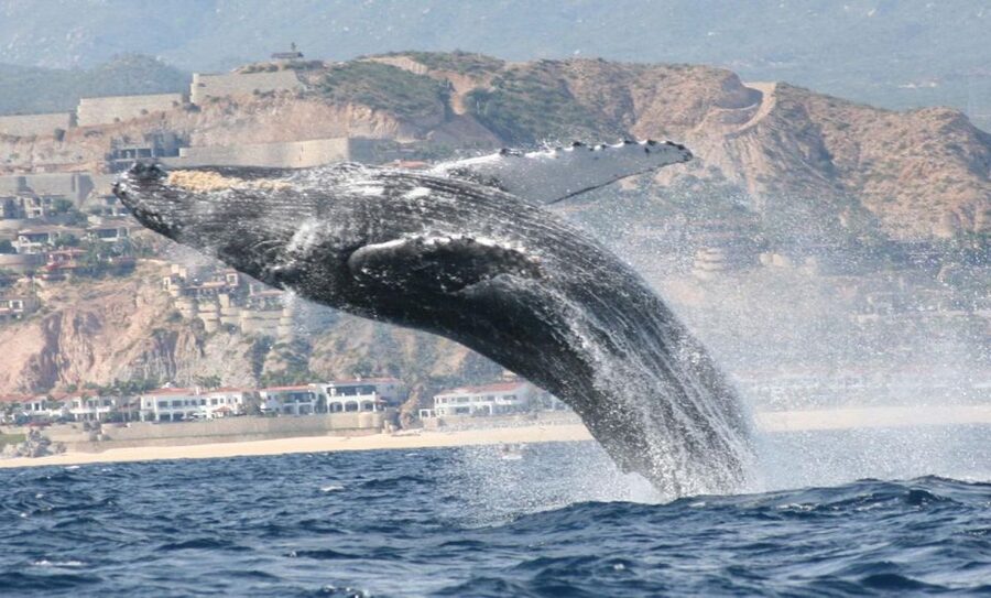 San Jose del Cabo Whale Watching - A practical plan for your day