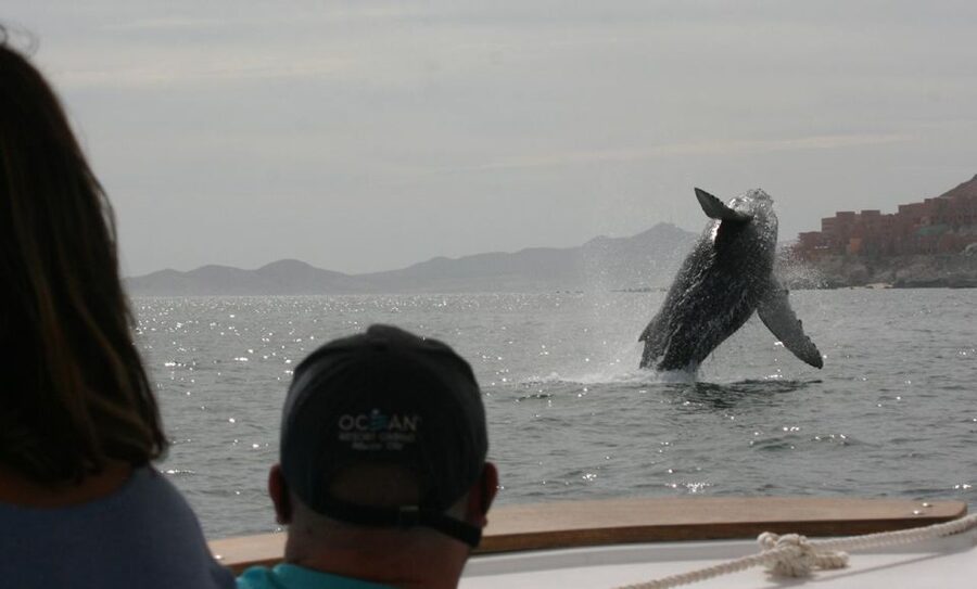 San Jose del Cabo Whale Watching - Should you book San Jose del Cabo Whale Watching?