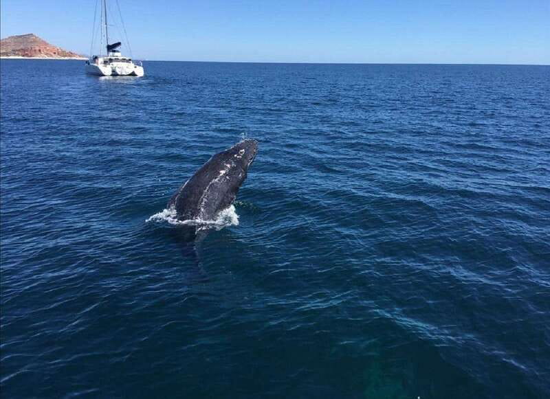 San José del Cabo: Whale Watching Experience - Key points to know before you go