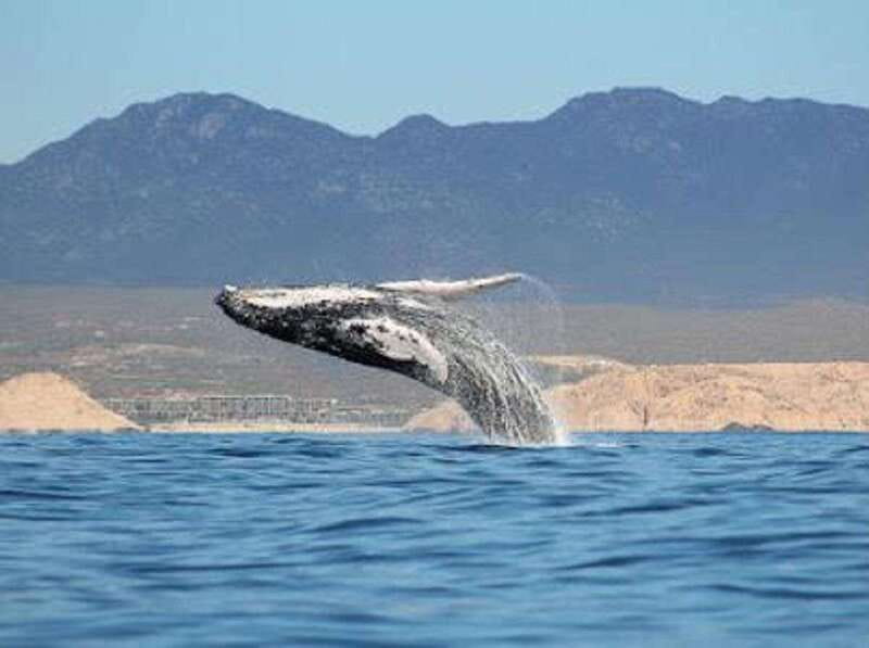 San José del Cabo: Whale Watching Experience - Seeing humpbacks in San José del Cabo