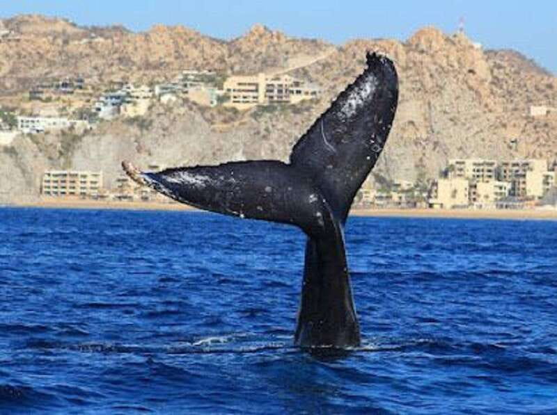 San José del Cabo: Whale Watching Experience - What the two-hour trip actually feels like