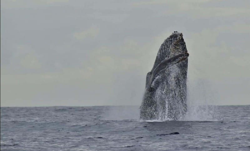 San José del Cabo: Whale Watching Experience - The guides and the small-boat atmosphere