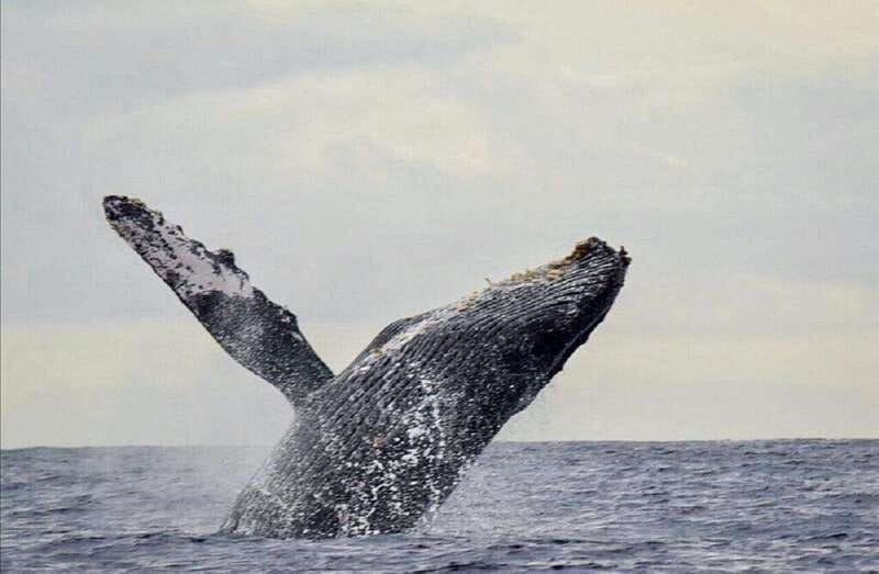 San José del Cabo: Whale Watching Experience - Why the whale behavior matters