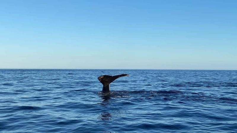 San José del Cabo: Whale Watching Experience - How this tour compares with a larger boat