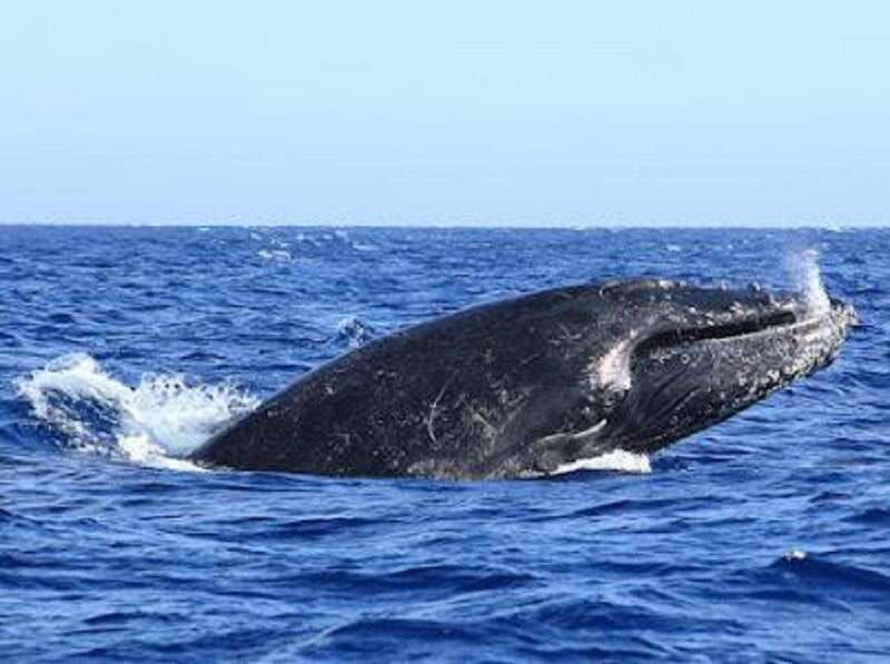 San José del Cabo: Whale Watching Experience - From Open Water Expeditions to the whale grounds