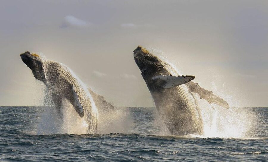 San Jose del Cabo Whale Watching - What two hours on the boat actually feels like