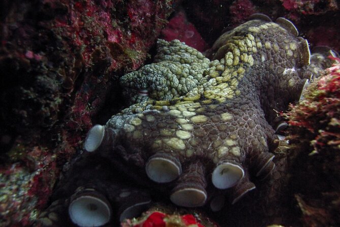 Scuba Diving - Leaving Cabo at 7:30 am