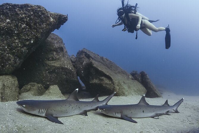 Scuba Diving - First-time participants can still take part