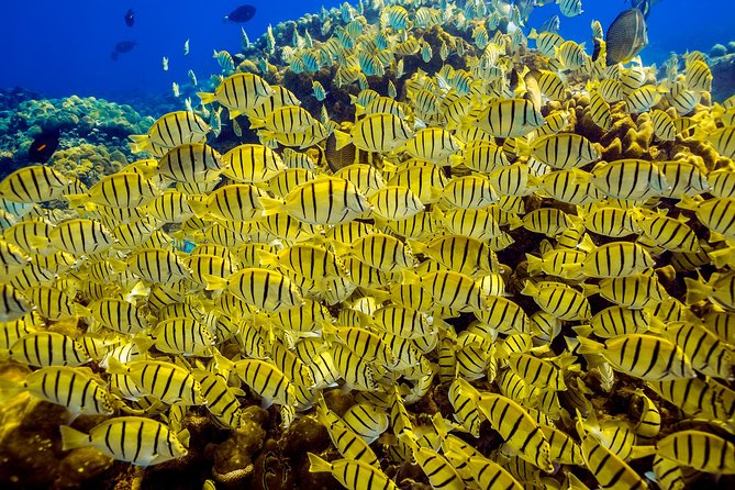 Scuba Diving - Is $149 a fair price?