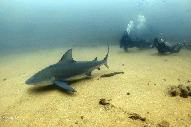 Scuba Diving adventure Cabo pulmo - Why Cabo Pulmo is the whole point