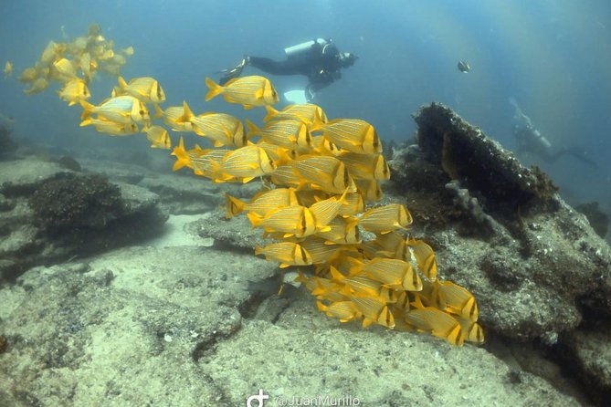 Scuba Diving adventure Cabo pulmo - Food, water, and the practical comforts