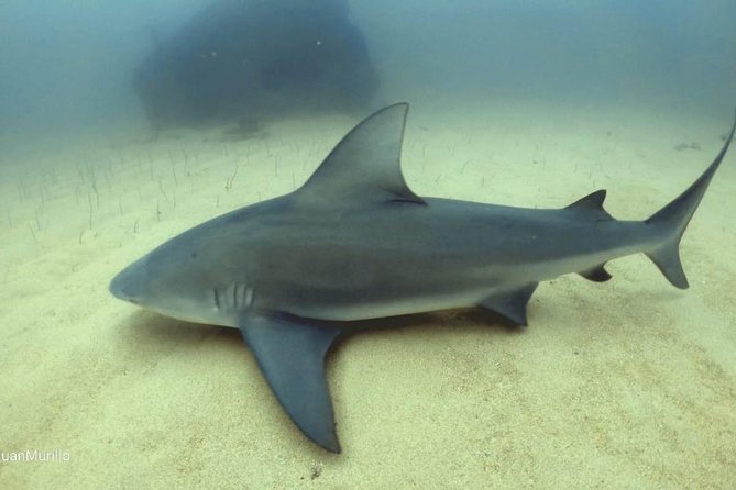 Scuba Diving adventure Cabo pulmo - The 8:00 am start and five-hour rhythm