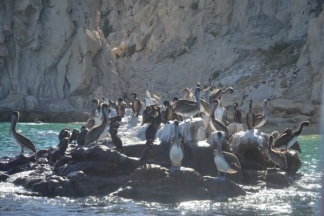 Shared Tour to the Arch of Cabo San Lucas - Sea lions, fish, and the glass viewing panels