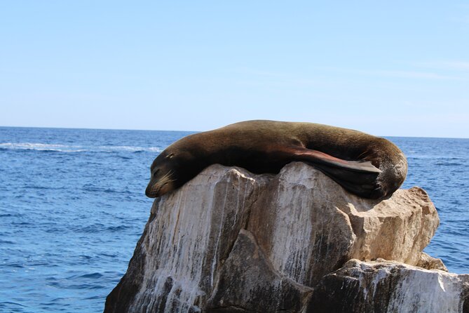 Shared Tour to the Arch of Cabo San Lucas - El Arco and the meeting point of two seas