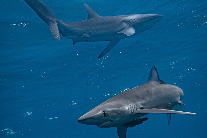 Shark Guided Diving Los Cabos - Key points to know before booking