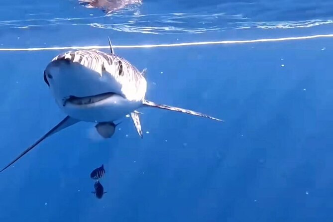Shark Guided Diving Los Cabos - Meeting the crew at Cabo San Lucas Marina