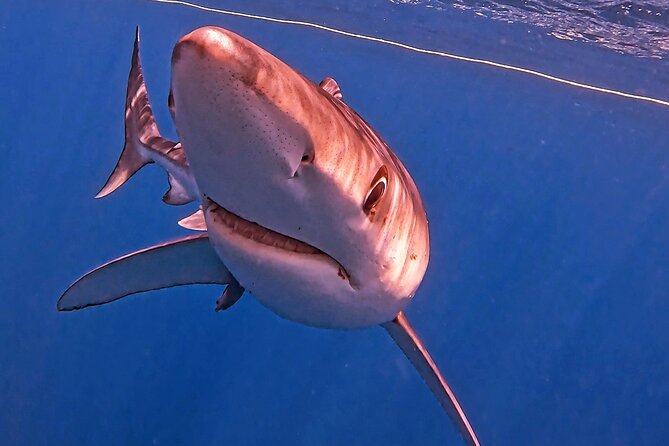 Shark Guided Diving Los Cabos - Safety and the level of physical effort