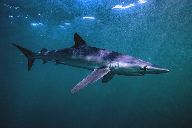 Shark Guided Diving Los Cabos - Is $209.46 a fair price?