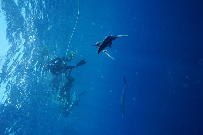 Shark Guided Diving Los Cabos - Why the small group changes the experience