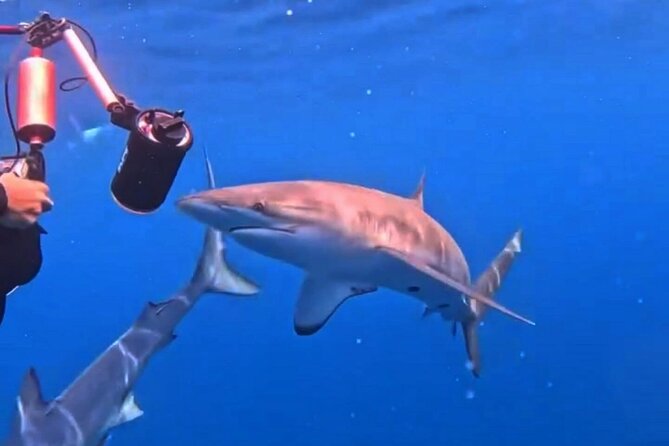Shark Guided Diving Los Cabos - Weather, cancellations, and planning your day