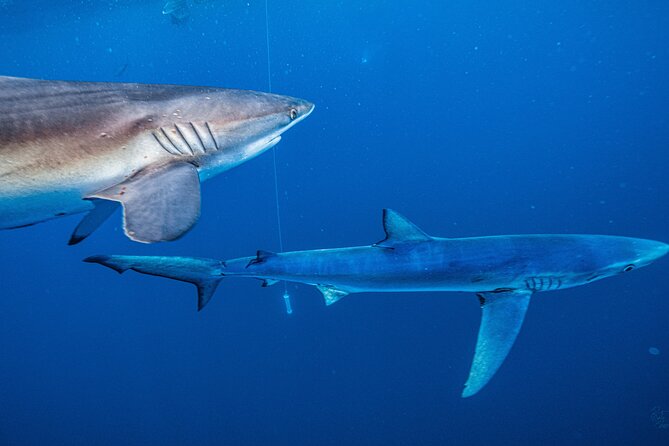 Shark Guided Diving Los Cabos - Who will enjoy this Cabo shark encounter?