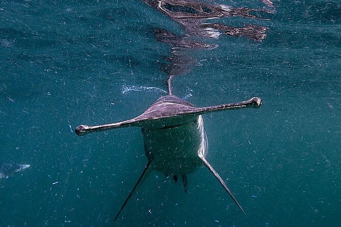 Shark Guided Diving Los Cabos - What the five-hour shark outing involves