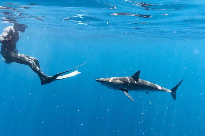 Shark Safari in San Jose del Cabo - Starting early at La Playita