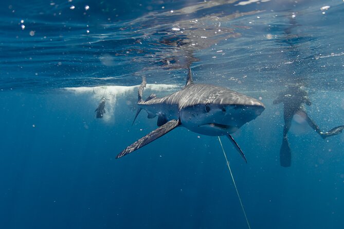 Shark Safari in San Jose del Cabo - A boat day with food and water included