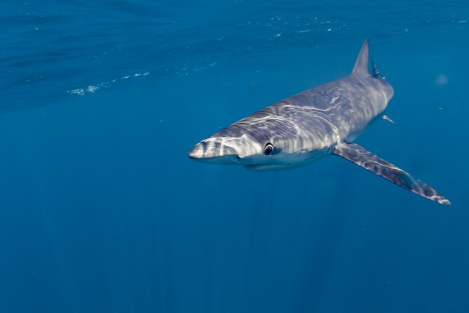 Shark Safari in San Jose del Cabo - Why the group size matters