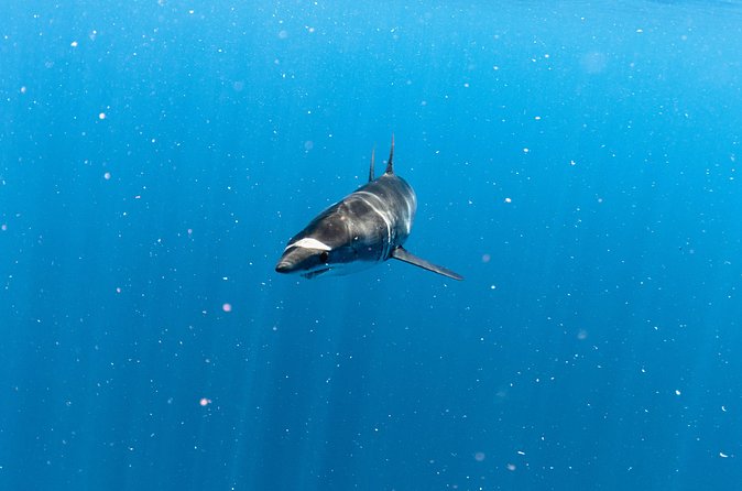Shark Safari in San Jose del Cabo - Physical demands and comfort