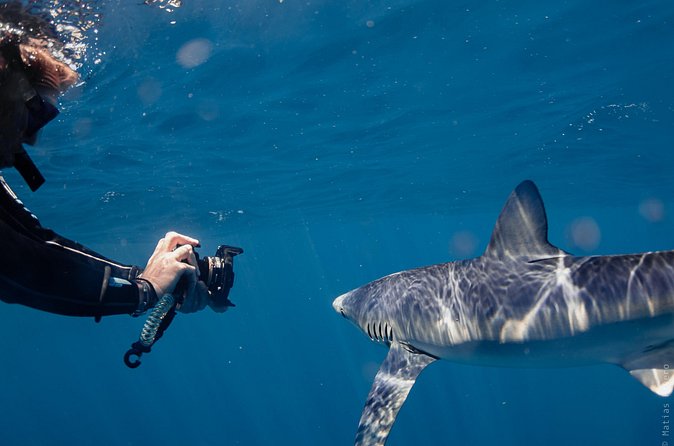 Shark Safari in San Jose del Cabo - Who will get the most from this trip